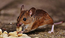 24 Hour & Emergency Exterminators in Hampton Beach, NH